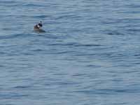 A bird rest on a sea turtle